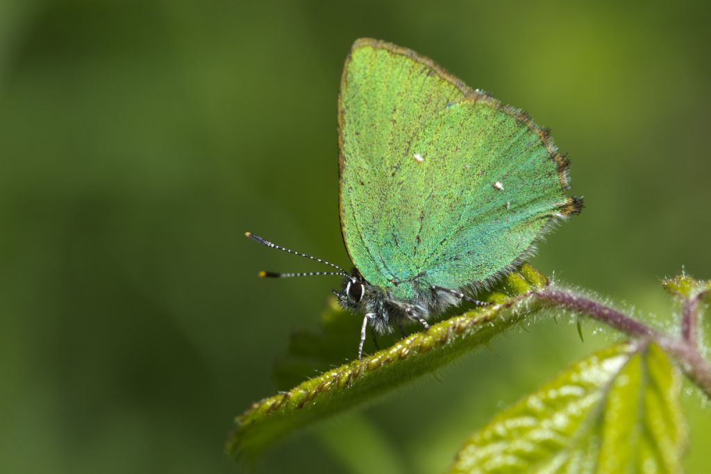 Callophrys rubi